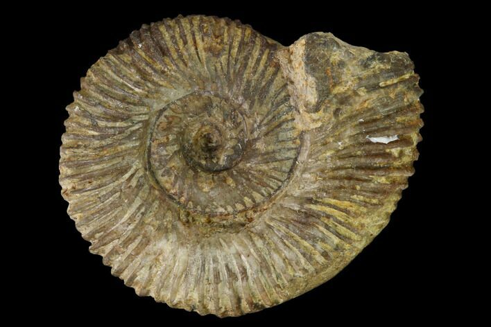 Bathonian Ammonite (Ebrayiceras) Fossil - France #152724